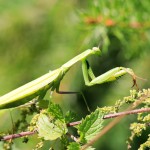 macro